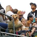 Baseball fans sit in the stands with their dogs as part of a "Bark at the Park" promotion during a baseball game between the Seattle Mariners and the Chicago White Sox, Thursday, May 18, 2017, in Seattle. (AP Photo/Ted S. Warren)