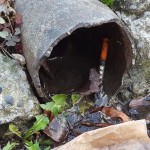 A needle stuck in a pipe  along a curb in Seattle's Ballard neighborhood. (MyNorthwest)