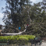 
              Boys play on a fallen tree after the passing of Hurricane Irma in Havana, Cuba, Monday, Sept. 11, 2017. Cuban state media reported 10 deaths despite the country's usually rigorous disaster preparations. More than 1 million were evacuated from flood-prone areas. (AP Photo/Desmond Boylan)
            