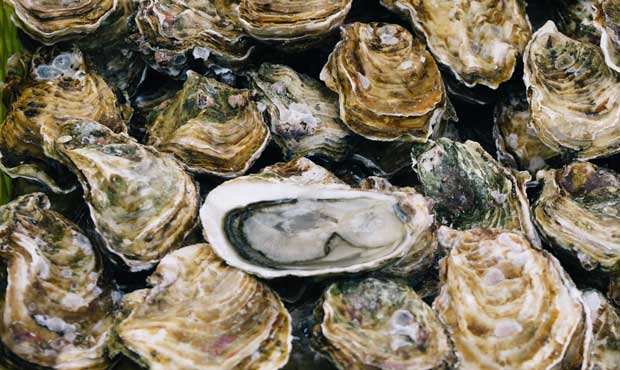 oyster, oysters, climate change...