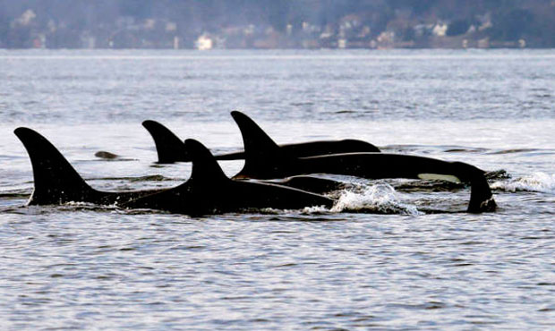 whale tracking, orcas, orca...