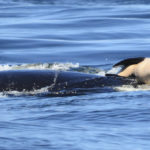 
              In this photo taken Tuesday, July 24, 2018, provided by the Center for Whale Research, a baby orca whale is being pushed by her mother after being born off the Canada coast near Victoria, British Columbia. The new orca died soon after being born. Ken Balcomb with the Center for Whale Research says the dead calf was seen Tuesday being pushed to the surface by her mother just a half hour after it was spotted alive. Balcomb says the mother was observed propping the newborn on her forehead and trying to keep it near the surface of the water. (Michael Weiss/Center for Whale Research via AP)
            