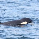 The orca known as J50 near Cape Flattery, Wash. Aug. 8, 2018. (Brian Gisborne, Fisheries and Oceans Canada)