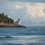 J50 off San Juan Island. (Photos by Katy Foster/NOAA Fisheries)