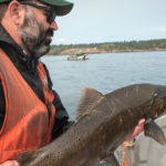 Biologists attempt to feed J50 live salmon. (NOAA West Coast Fisheries)