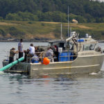 Biologists attempt to feed J50 live salmon. (NOAA West Coast Fisheries)
