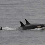  In this Saturday, Aug. 11, 2018, photo released by the Center for Whale Research, an orca, known as J35, foreground, swims with other orcas near Friday Harbor, Alaska. Researchers said J-35 an endangered killer whale that drew international attention as she carried her dead calf on her head for more than two weeks is finally back to feeding and frolicking with her pod. (Center for Whale Research via AP)