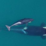 Forecast troubling for crews attempting to reach sick orca

Safely approaching a pod in open water requires a vessel to move in during the orca’s appropriate behavioral state, in relatively calm weather, without disturbing the pod.  Read more.