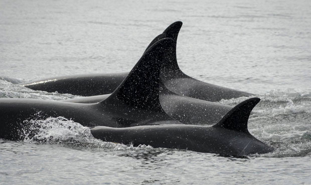 Southern resident orcas...