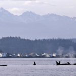 First new Puget Sound orca calf in months spotted near Vashon Island
Just a Plumber 
 writes: "My neighbors cat had kittens last week." 
 Read the full story.
