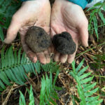 Some of what we found truffle hunting in Stanwood, WA (Rachel Belle)