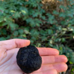 More of the truffle hunting haul (Rachel Belle)