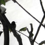 Hummingbird seeks shelter. (MyNorthwest)