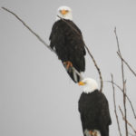 Eagles in the snow. (National Weather Service Seattle)