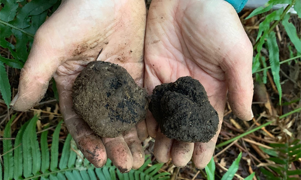 Truffle hunting...