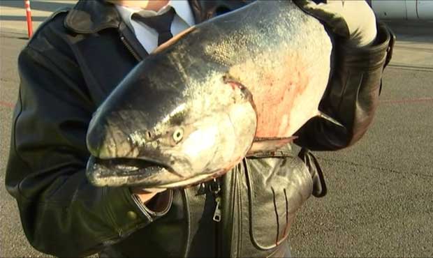 Copper river king salmon return higher than expected