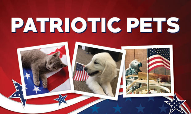 patriotic pets...