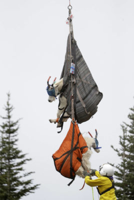 Next round of goats tranquilized, airlifted into Cascades 