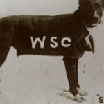 Squirt, the Washington State College dog mascot, circa 1905-1908. (WSU Libraries' MASC)