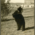 Toodles the Bear on the Washington State College campus in Pullman, circa 1905; he was kidnapped from Oregon State University. (WSU Libraries' MASC)