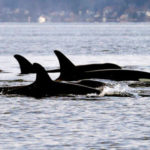 New close-up footage of orcas gives fresh insights to behavior
Edward Everett writes: "We can learn a lot from those sweeties. Please don't bother them." 
 Read the full story.
