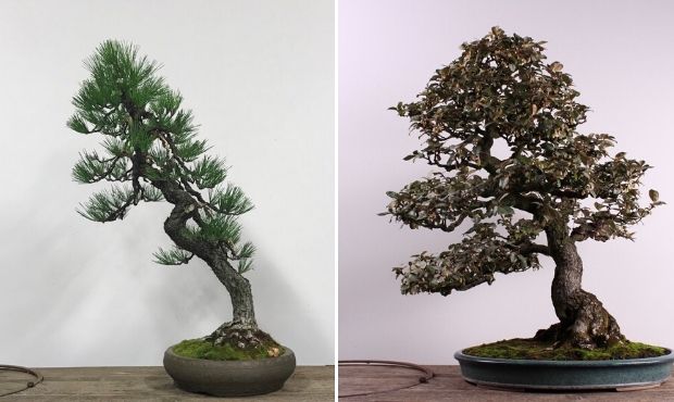 bonsai trees...