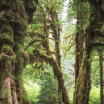 The Hoh Rainforest. (Michael Matti/Explorest)