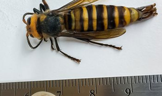 Asian giant hornet, murder hornet...