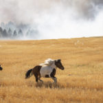 
              Freed horses that escaped the brush fire on Christensen Road off of U.S. Highway 2 run unbridled until they can be corralled on Monday, Sept. 7, 2020, in Airway Heights, Wash. Relatives of a homeowner said that their family member's house and barn burned down, which they said resulted in the deaths of five dogs and numerous other small pets, plus one goat, although they were able to free all of the horses in time. A Red Flag Warning was issued earlier in the day, and high winds coupled with the "Very High" designation for fire risk meant the region suffered many large fires. (Libby Kamrowski/The Spokesman-Review via AP)
            