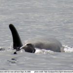 J41 gave birth to a baby Thursday, marking the second baby born to the J pod this month. (Talia Goodyear and Leah VanDerwiel/Orca Spirit Adventures/Pacific Whale Watch Association)