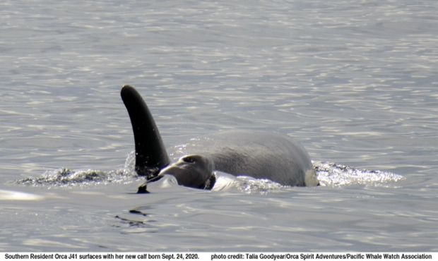 Another baby orca born to J pod — the second this month