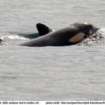 J41 gave birth to a baby Thursday, marking the second baby born to the J pod this month. (Talia Goodyear and Leah VanDerwiel/Orca Spirit Adventures/Pacific Whale Watch Association)
