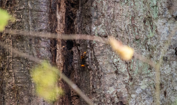 Murder hornets, Asian giant hornets, giant hornet, invasive insects...