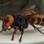 An Asian giant hornet was trapped and killed Saturday morning. (Whatcom County)