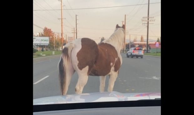 A horse is loose on Smokey Point Blvd. Sunday morning. (Marysville Police Dept. via Twitter)...