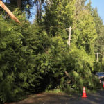 A downed tree in King County. (King County Road Services)