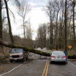 A tree lands on a car in King County. (King County Road Services)