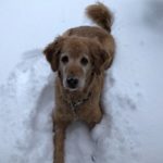 Pup in the snow. (Tari Brown)