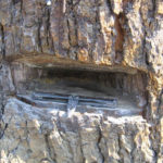 Tom Allyn theorizes that the Puget Sound Falling Axe was developed for cutting narrow and deep holes or notches for springboards, scaffolding-like structures that enabled loggers to work higher up the tree trunk than ground level. (Tom Allyn)