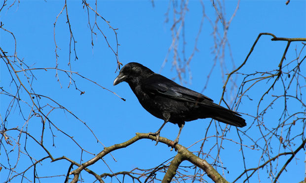 Crow killings, Mountlake Terrace...