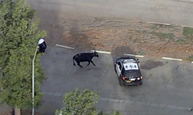 This aerial video still image provided by KABC-7 shows a cow and police car in the Whittier Narrows...