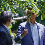
              President Joe Biden looks to pick a cherry as he tours King Orchards fruit farm with Sen. Gary Peters, D-Mich., Saturday, July 3, 2021, in Central Lake, Mich. (AP Photo/Alex Brandon)
            