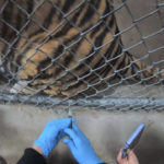 
              In this Thursday, July 1, 2021, image released by the Oakland Zoo, a tiger receives a COVID-19 vaccine at the Oakland Zoo in Oakland, Calif. Tigers are trained to voluntarily present themselves for minor medical procedures, including COVID-19 vaccinations. The Oakland Zoo zoo is vaccinating its large cats, bears and ferrets against the coronavirus using an experimental vaccine being donated to zoos, sanctuaries and conservatories across the country. (Oakland Zoo via AP)
            