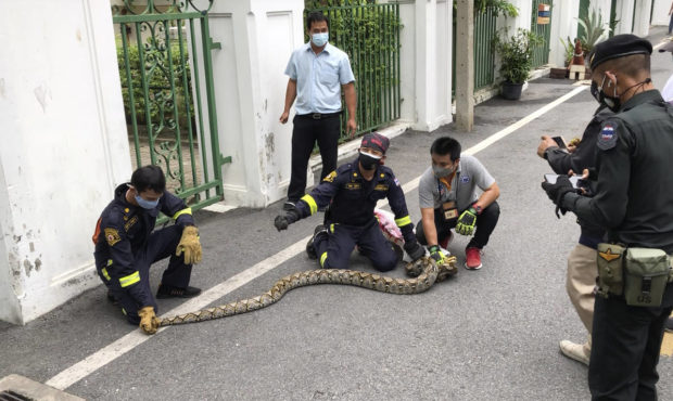 In this image made from video, firefighters display a reticulated python captured in Benjasiri Park...