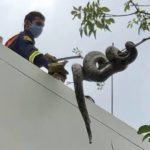 
              In this image made from video, a firefighter tries to capture a python in the Benjasiri Park in Bangkok, Thailand on Thursday, July 15, 2021. Bangkok parkgoers looking for relief from renewed coronavirus restrictions got a slithering surprise Thursday when a python as long as two of the Thai capital's ubiquitous motorbikes was spotted in one of the popular green space. (AP Photo/Adam Schreck)
            