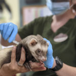 
              In this Thursday, July 1, 2021, photo released by the Oakland Zoo, "Archie," a ferret receives a COVID-19 vaccine while enjoying a treat from veterinarians at the Oakland Zoo in Oakland, Calif. The Oakland Zoo zoo is vaccinating its large cats, bears and ferrets against the coronavirus using an experimental vaccine being donated to zoos, sanctuaries and conservatories across the country. (Oakland Zoo via AP)
            