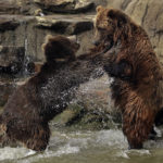 
              FILE - In this Thursday, Jan. 17, 2019, file photo, bears frolic at the Oakland Zoo in Oakland, Calif. The Oakland Zoo zoo is vaccinating its large cats, bears and ferrets against the coronavirus using an experimental vaccine being donated to zoos, sanctuaries and conservatories across the country. (AP Photo/Ben Margot, File)
            