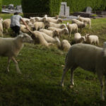
              Belgian sheep herder Lukas Janssens tends to his flock at Schoonselhof cemetery in Hoboken, Belgium, Friday, Aug. 13, 2021. Limiting emissions of carbon dioxide, a key contributor to climate change, and promoting biodiversity are two key goals of Janssens small company The Antwerp City Shepherd. (AP Photo/Virginia Mayo)
            
