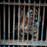 
              In this photo released by Jakarta province government, a sumatran tiger who contracting COVID-19 looks out from a cage at the Ragunan Zoo in Jakarta, Indonesia, July 31, 2021. Two rare Sumatran tigers at the zoo in the Indonesian capital are recovering after being infected with COVID-19. (Dadang Kusuma WS/Jakarta Province Government via AP)
            