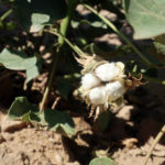 
              A cotton boll forms on a farm near Casa Grande, Ariz., on Tuesday, July 20, 2021. Climate change, drought and high demand are expected to force the first-ever mandatory cuts from the Colorado River water supply, and Arizona farmers will be hit hardest. (AP Photo/Felicia Fonseca)
            